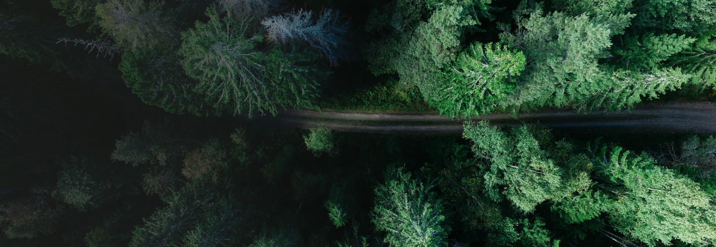 Billede af skov med tæt bevoksning, der illustrerer natur og bæredygtighed